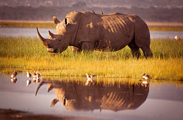 10 Days/9 Nights Tarangire National Park, Central and Northern Serengeti, Olduvai Gorge, Ngorongoro Crater & Lake Manyara
