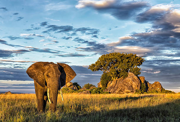 4 Days/3 Nights Lake Manyara, Central Serengeti & Ngorongoro Crater